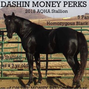 Dashin Money Perks (AQHA)