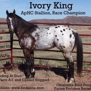 Ivory King (ApHC)
